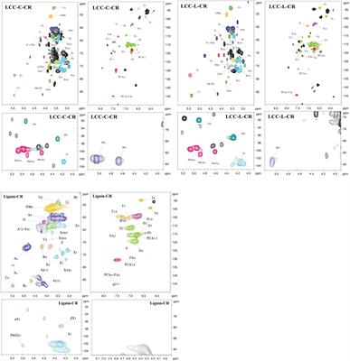 Isolation and Identification of a Novel Anti-protein Aggregation Activity of Lignin-Carbohydrate Complex From Chionanthus retusus Leaves